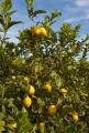 das Bild zu 'lemon grove' auf Deutsch