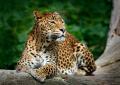 das Bild zu 'leopard' auf Deutsch