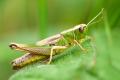 das Bild zu 'grasshopper' auf Deutsch
