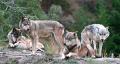 das Bild zu 'a pack of wolves' auf Deutsch