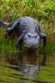das Bild zu 'alligator' auf Deutsch