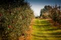 das Bild zu 'apple orchard' auf Deutsch