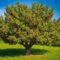 das Bild zu 'apple tree' auf Deutsch