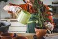 das Bild zu 'arroser les plantes' auf Deutsch