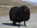 das Bild zu 'black sheep' auf Deutsch