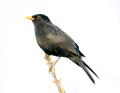 das Bild zu 'blackbird' auf Deutsch