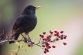das Bild zu 'blackbird' auf Deutsch