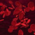 das Bild zu 'blood cell' auf Deutsch