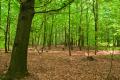 das Bild zu 'deciduous forest' auf Deutsch