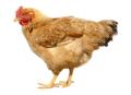 das Bild zu 'broiler chicken' auf Deutsch