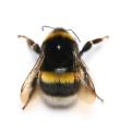 das Bild zu 'bumblebee' auf Deutsch