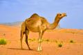 das Bild zu 'camel' auf Deutsch