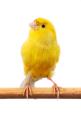 das Bild zu 'canary' auf Deutsch