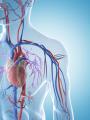 das Bild zu 'cardiovascular system' auf Deutsch