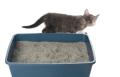 das Bild zu 'cat litter' auf Deutsch