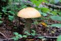 das Bild zu 'champignon' auf Deutsch