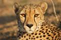 das Bild zu 'cheetah' auf Deutsch