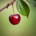 das Bild zu 'cherry' auf Deutsch