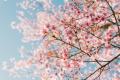 das Bild zu 'cherry blossom' auf Deutsch