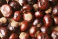 das Bild zu 'chestnut' auf Deutsch