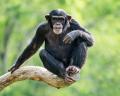 das Bild zu 'chimpanzee' auf Deutsch