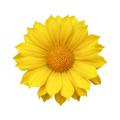 das Bild zu 'chrysanthemum' auf Deutsch