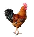 das Bild zu 'cock' auf Deutsch