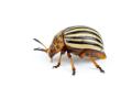 das Bild zu 'Colorado beetle' auf Deutsch