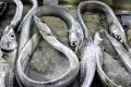 das Bild zu 'conger eel' auf Deutsch