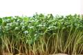 das Bild zu 'cress' auf Deutsch