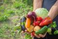 das Bild zu 'cultivar verduras' auf Deutsch