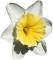 das Bild zu 'daffodil' auf Deutsch