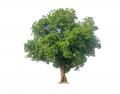 das Bild zu 'deciduous tree' auf Deutsch