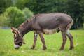 das Bild zu 'donkey' auf Deutsch