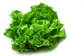 das Bild zu 'early lettuces' auf Deutsch