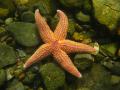das Bild zu 'starfish' auf Deutsch