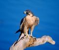 das Bild zu 'falcon' auf Deutsch