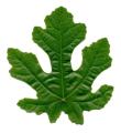 das Bild zu 'fig leaf' auf Deutsch