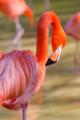 das Bild zu 'flamingo' auf Deutsch