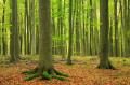 das Bild zu 'forest' auf Deutsch