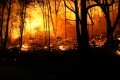 das Bild zu 'forest fire' auf Deutsch