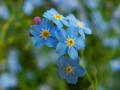 das Bild zu 'forget-me-not' auf Deutsch