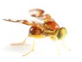 das Bild zu 'fruit fly' auf Deutsch
