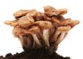 das Bild zu 'Pilz' auf Deutsch