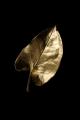 das Bild zu 'gold leaf' auf Deutsch