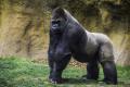 das Bild zu 'gorila' auf Deutsch