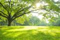 das Bild zu 'greenery' auf Deutsch