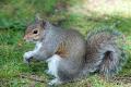 das Bild zu 'grey squirrel' auf Deutsch