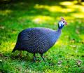 das Bild zu 'guinea fowl' auf Deutsch