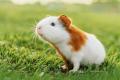 das Bild zu 'guinea pig' auf Deutsch